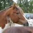 Choctaw and Cherokee Horses
